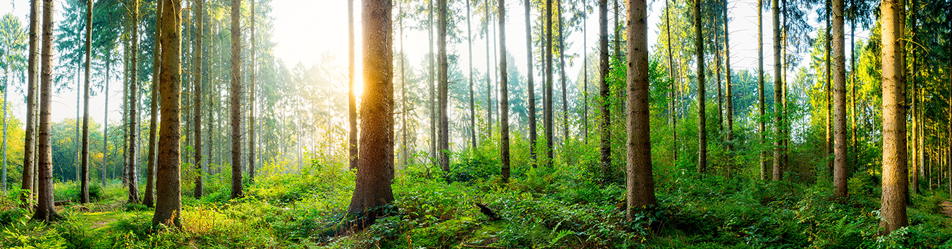 これからの未来に向けた森林経営循環型社会に向けた木材資源を創る