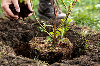地ごしらえ・植栽